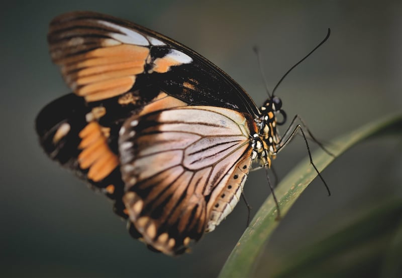 Butterfly Effect Warnings
